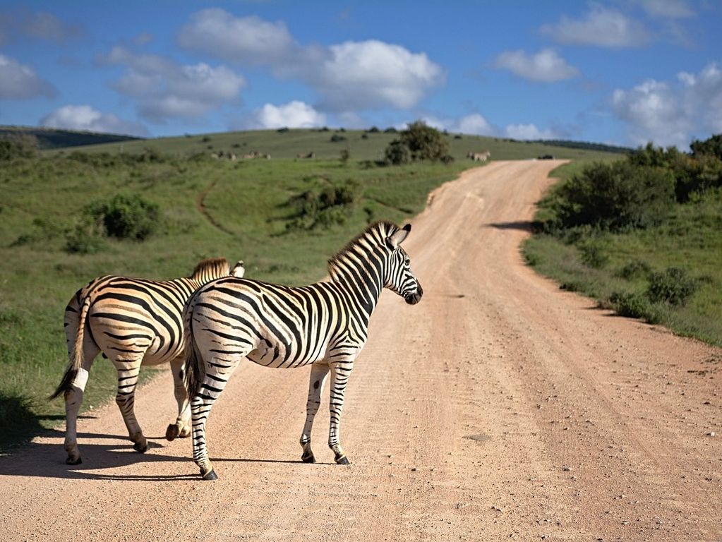 Zuid Afrika safari zebra's op de weg